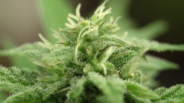 Cannabinoid damlaları çiftlikteki yemyeşil esrar bitkilerini kaplar.. — Stok video