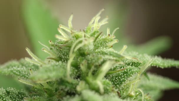 MACRO: Sticky drops of CBD resin cover a marijuana plant at an industrial farm. — Stock Video