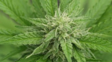 Marihuana bitkisinin tomurcuklarını kaplayan kanabinoid damlalarının odaklanmış görüntüsü..