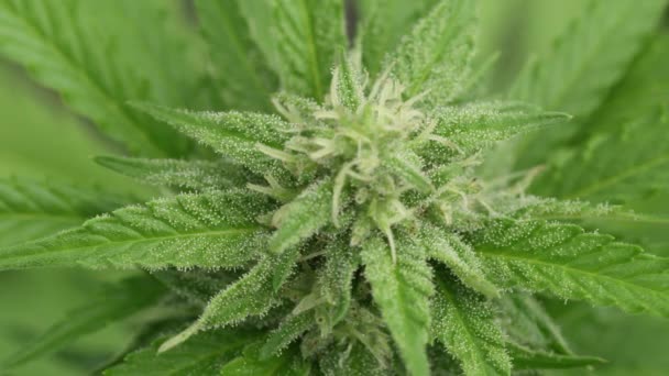 MACRO: Egy ragadós gyantával borított, bimbózó marihuána növény felülről lefelé irányuló makrofotója. — Stock videók