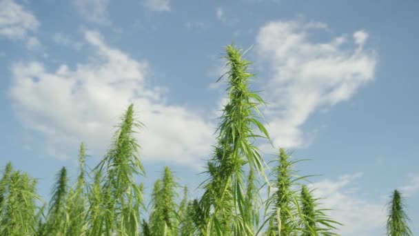 FERMER : De grandes plantes industrielles de cannabis montent dans le ciel bleu clair. — Video