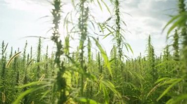 Altın yaz güneşi, sallanan yasadışı marihuana bitkilerinin üzerinde parlıyor..