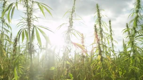 Sluiten: Gouden zomerzonnestralen schijnen op de zwaaiende medicinale cannabisplanten. — Stockvideo