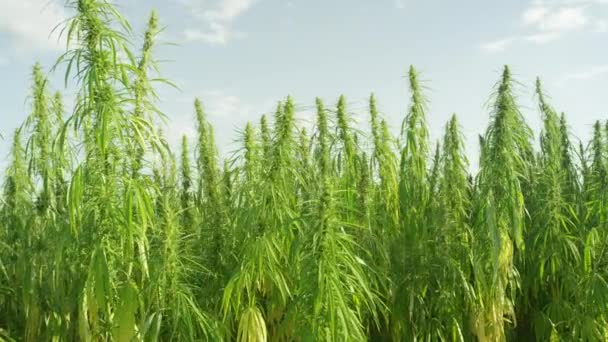 CLOSE UP: Knospende illegale Unkrautpflanzen ragen in den strahlend blauen Himmel Kaliforniens. — Stockvideo