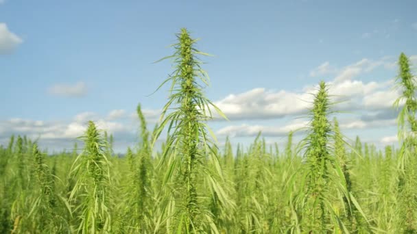 CERRAR: Innumerables plantas adictivas de malezas están listas para la cosecha en una granja ilegal. — Vídeos de Stock