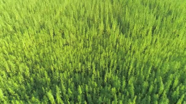 AERIAL: Las plantas de cannabis en ciernes se balancean en los vientos del verano barriendo una granja. — Vídeos de Stock