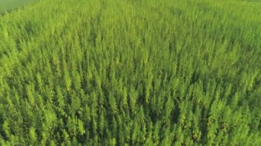 Güneşli kırsal kesimde tıbbi marihuana tarlasının üzerinde uçuyor.