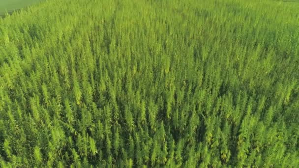 AERIAL: Volando por encima de la plantación masiva de marihuana medicinal en el campo soleado — Vídeo de stock