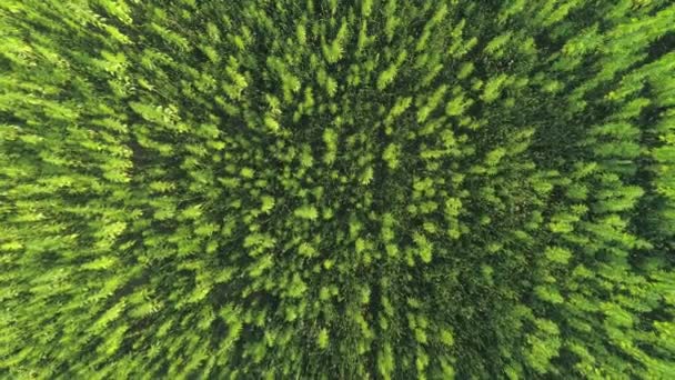 DRONE, TOP DOWN: Volando por encima de un campo de exuberante cannabis industrial verde. — Vídeos de Stock
