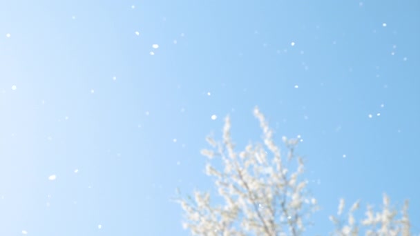 BOTTOM UP: Gorgeous view of the spring breeze carrying the white tree petals. — Stock Video