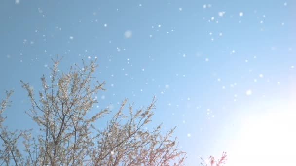 BOTTOM UP El sol dorado de primavera brilla sobre los pétalos de flor blanca que caen del árbol — Vídeo de stock