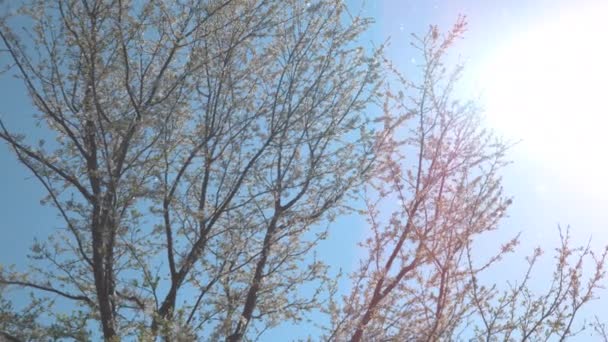 BOTTOM UP Γραφικό αεράκι που μεταφέρει απαλά άνθη δέντρων στον κήπο — Αρχείο Βίντεο