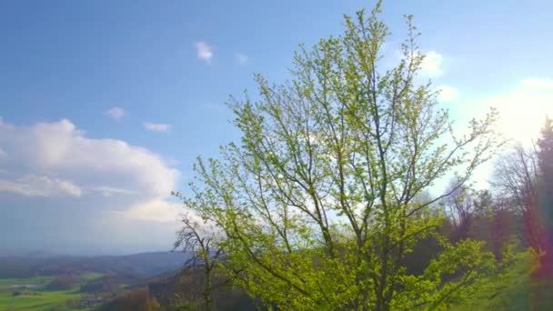 AERIAL, LENS FLARE: Strahlende Frühlingssonne scheint auf einen blühenden Laubbaum. — Stockvideo