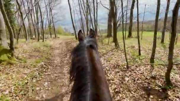 POV: Riding a stunning stallion towards an empty meadow in quiet countryside. — Stock Video