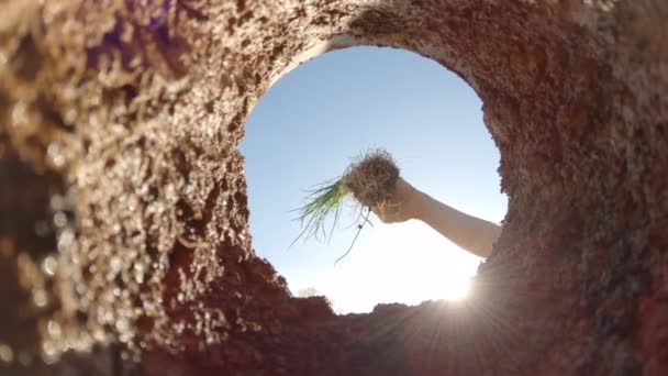 BOTTOM UP: Unrecognizable gardener plants a small tree in their sunlit backyard. — Stock Video