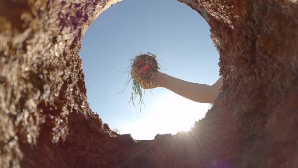 BOTTOM UP, LENS FLARE: Persona irreconocible planta un arbolito en su jardín. — Vídeo de stock