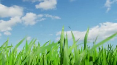 Sıcak yaz meltemi, güneşli bir günde buğdayın yumuşak saplarının üzerine eser..