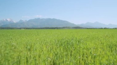 Kırsal kesimde güneşli bir yaz gününde yemyeşil bir buğday tarlasının üzerinde uçmak.