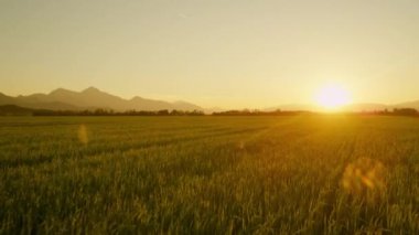 Slovenya 'nın cennet gibi bölgesindeki geniş yemyeşil bir çayır ve tarım arazisinin üzerinde uçuyor..