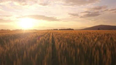 Gün batımında güzel bir buğday tarlasının sinematik drone bakış açısı.