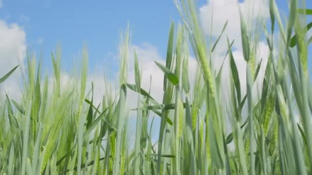 FECHAR-SE: Lâminas verdes exuberantes de farfalhar de trigo no vento de primavera sob o céu idílico — Vídeo de Stock