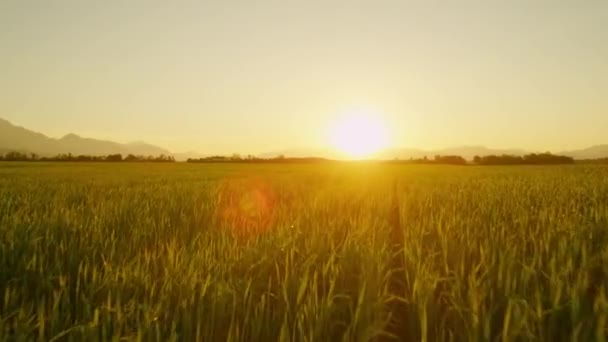 AERIAL: Gouden zomerzonnestralen schijnen op een prachtig tarweveld in Slovenië. — Stockvideo