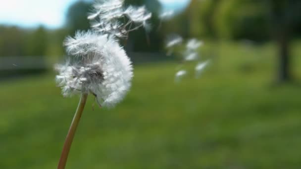 Sluiten omhoog: pluizige witte zaden worden weggevaagd door de wind waait over het platteland — Stockvideo