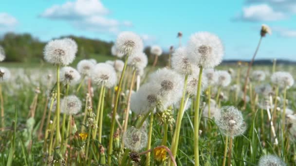 FERMER : Plan détaillé des pissenlits en fleurs au milieu des pâturages vides. — Video