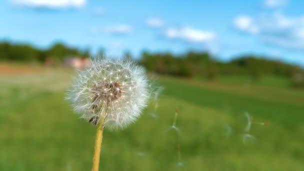 Mjuka vita maskrosfrön flyger av blomman och upp i skyn.. — Stockvideo