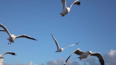Okyanus havasında süzülen bir martı sürüsünün sahne görüntüsü..