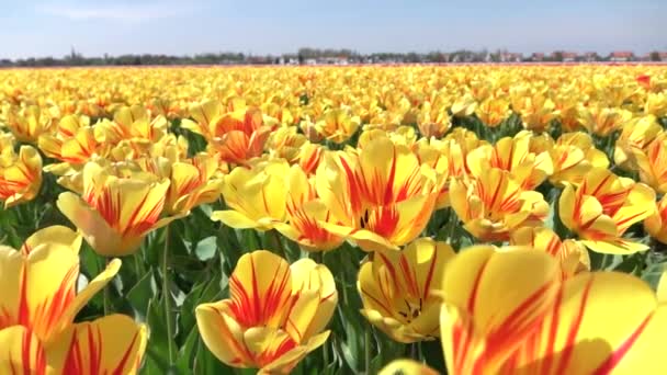 Obrovské pole tulipánů poblíž Amsterdamu se houpe v mírném jarním vánku. — Stock video