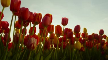 LENS FLARE: Picturesque shot of a field of tulips illuminated at golden sunset.