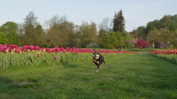 LOW ANGLE: Carefree senior dog runs around a scenic tulip garden in Holland. — Video