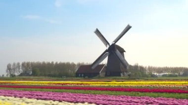AERIAL: Cinematic flying view of a mill in vivid field of tulips in Netherlands