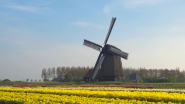 AERIAL: Scenic shot of a Dutch windmill surrounded by colorful tulip fields.