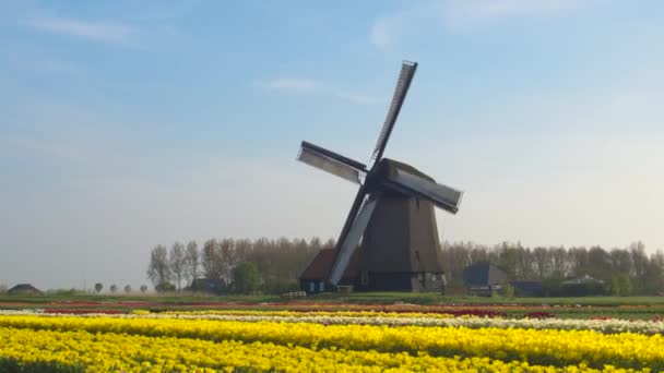 AERIAL: Scénický snímek holandského větrného mlýna obklopeného barevnými tulipánovými poli. — Stock video