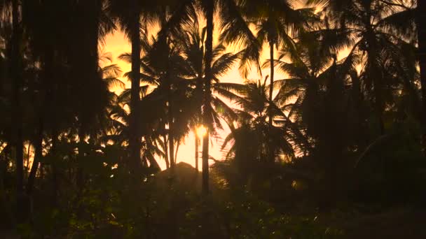 SILHOUETTE: Złote wieczorne promienie słońca delikatnie oświetlają palmy na Zanzibarze. — Wideo stockowe