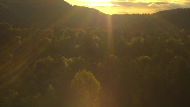 AERIAL: Os raios de sol dourados da noite de verão iluminam a vasta floresta australiana. — Vídeo de Stock