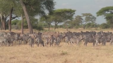 Beautiful view of a large herd of zebras in their natural habitat in Serengeti.