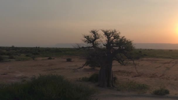 AERIAL: Picturesque vista of the African savannah on a sunny summer evening. — Video Stock