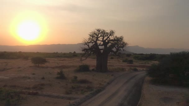 AERIAL: Złoty zachód słońca oświetla stare drzewo baobab w malowniczym Serengeti. — Wideo stockowe