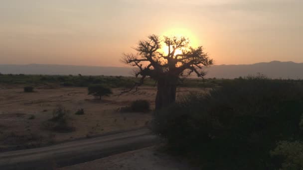 AERIAL: Vliegen over een baobabboom op een pittoreske zonnige avond in Tanzania. — Stockvideo