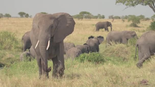 FECHAR-SE: Uma manada de elefantes migra pelo parque nacional de Serengeti. — Vídeo de Stock