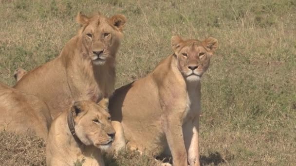 CLOSE UP: A pride of young lions observe the African savannah during their hunt. — Stok video