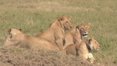 CLOSE UP: Young lion and lionesses scan the scenic Serengeti park for prey.