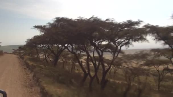 POV: Scenic first person view of the African savannah on a sunny summer day. — Vídeos de Stock