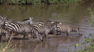 CLOSE UP: Beautiful striped zebras run into a pond to quench their thirst.