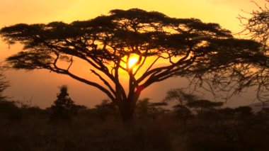 SILHOUETTE: Old acacia tree in Tanzania is illuminated by the orange setting sun
