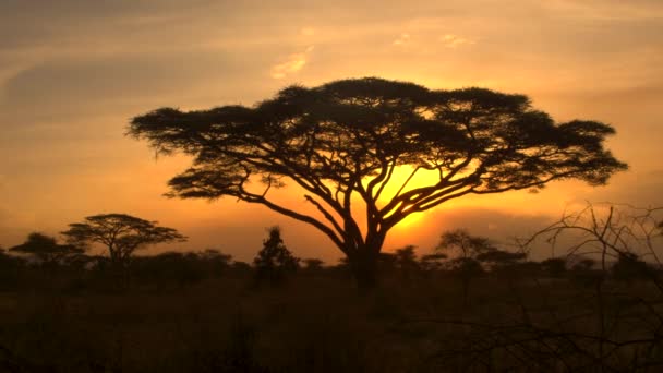 SilHOUETTE：风景秀丽的落日下，塞伦盖蒂国家公园美丽的荒野. — 图库视频影像