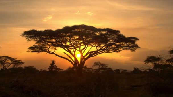 SILHOUETTE: Setting sun illuminates an acacia tree in the middle of the savannah — Video Stock